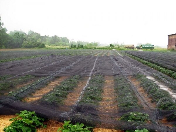Knooploos bladernet 10x50m maas 5x7mm 