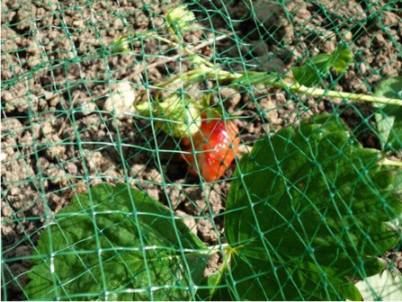 Tuinnet 2 x 5 mtr | groen