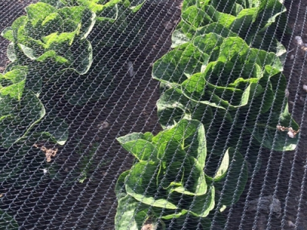 Knooploos bladernet 6x100m maas 5x7mm 