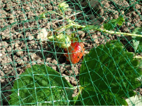Tuinnet 2 x 5 mtr | groen