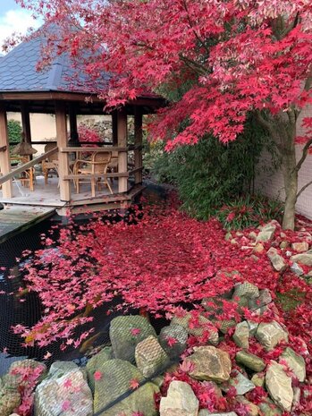 Knooploos bladernet 4x50m maas 15x15mm 