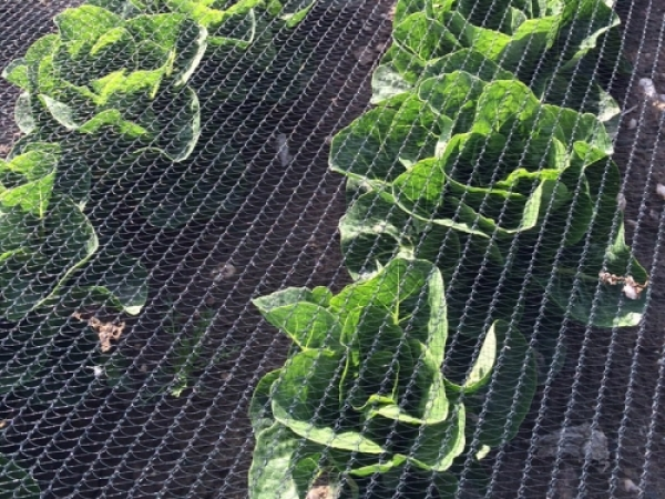 Knooploos bladernet 6x100m maas 5x7mm 